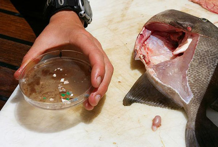 Plastic Fish Stomach Ocean Pollution