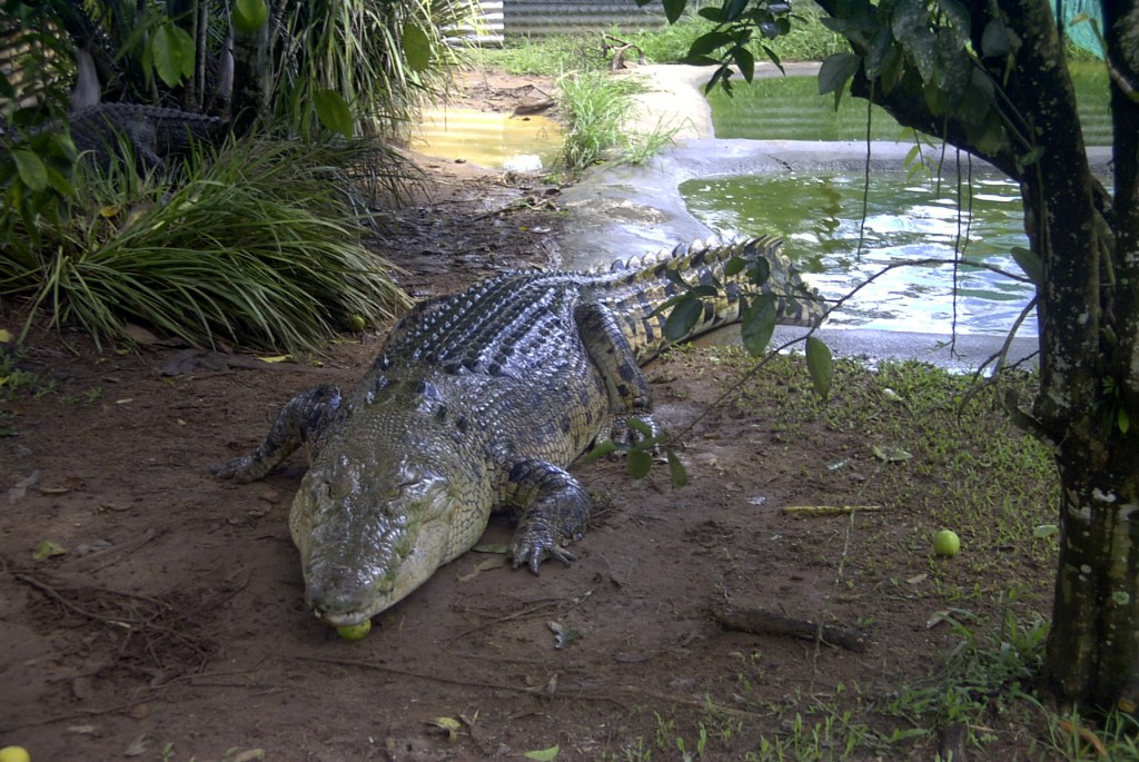 Saltwater-Crocodile