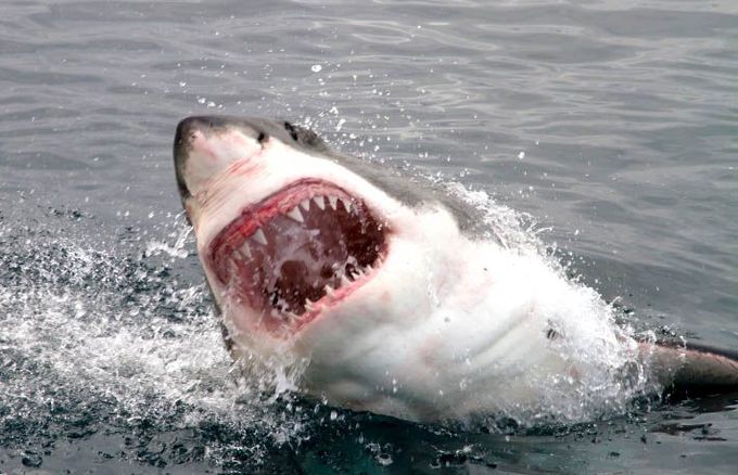 Great-White-Shark-Attacks-Ocean-Near-Miss.