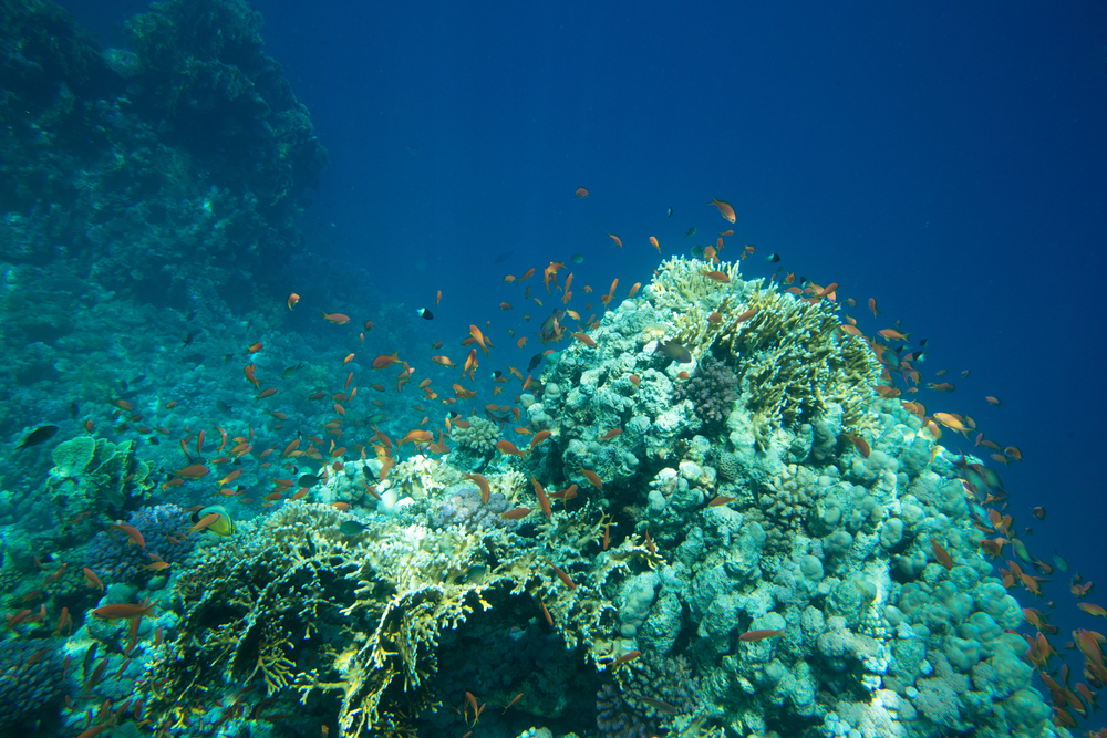 Soon coral reefs like this will be a thing of the past. Photo: Shutterstock