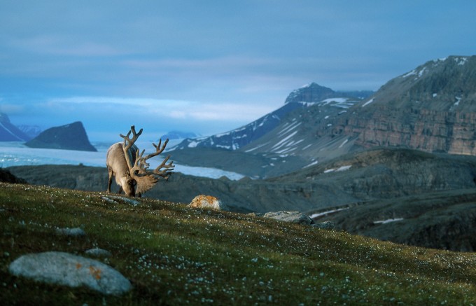 Svalbard Reindeer