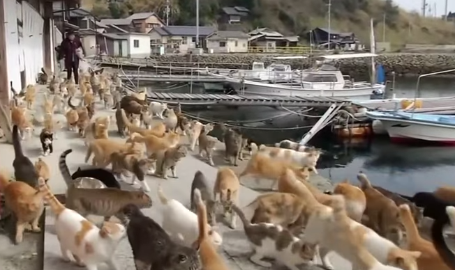 The small Southern Japanese island, where the musical 'Cats' is a hit at the local theatre Photo: Mail Online/YouTube Screenshot