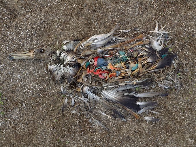 Credit: Chris Jordan. From a series taken at the Midway Atoll, Pacific Ocean