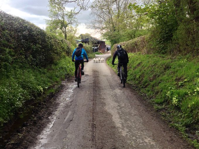 Swerving to avoid sheep is not uncommon in this part of the world.