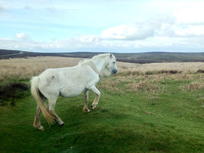 The wild horses provide company when riding across the Long Mynd