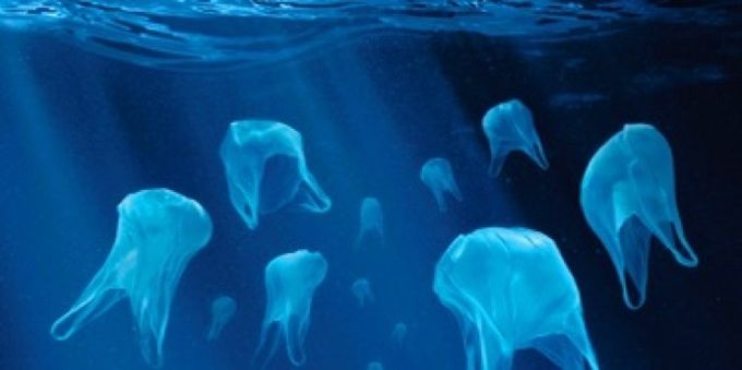 Credit: Mediterranean Association To Save The Sea Turtles. Plastic bags in the Mediterranean Sea.