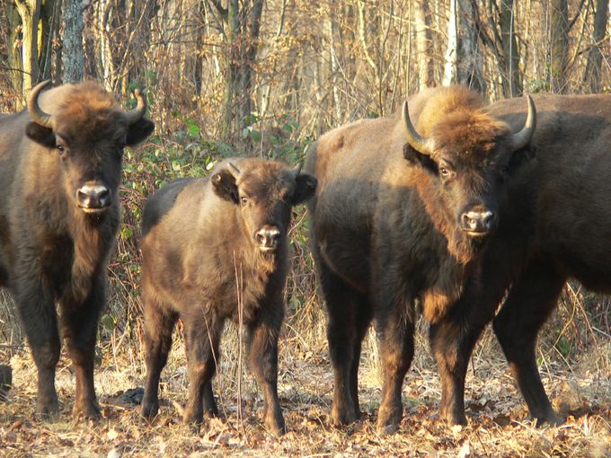 Travelling in Europe: Belovezhskaya Pushcha, Belarus. Photo: iStock