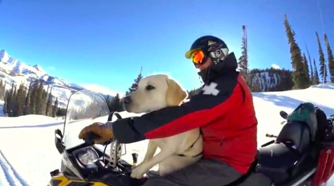 Moose Avalanche Dog Crested Butte USA