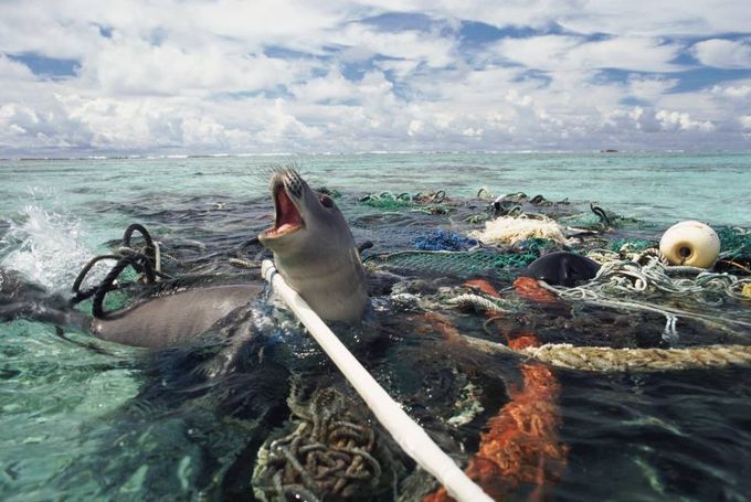 Ocean Seal Fishing Gear Pollution Plastic