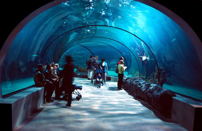 Aquarium UK Fish Tanks Sea Lies