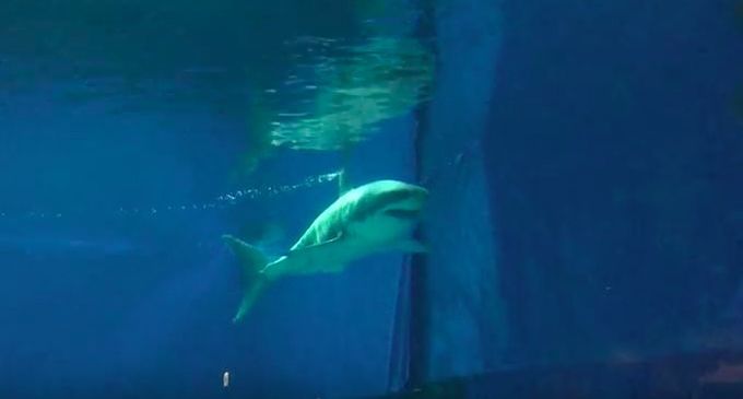 Great White Shark Japanese Aquarium