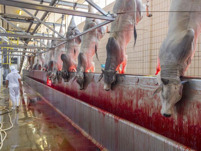 Mass Produced Meat National Geographic Cows GEORGE STEINMETZ