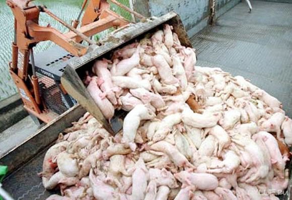 Mass Produced Meat Pig Farming