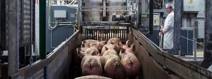 Pigs-mass-production-meat