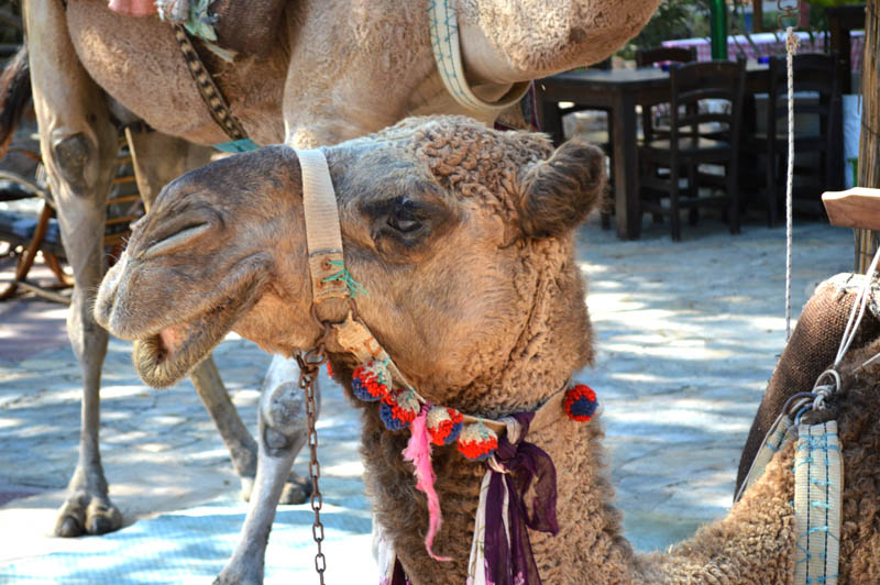 Hillside Beach Club Wellness Retreat Turkey Camel