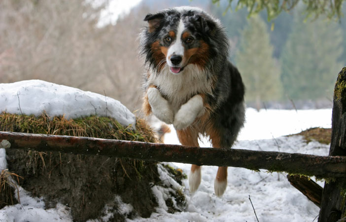 Australian-Shepherd-Dog-Breed-Adventure-Outdoors.