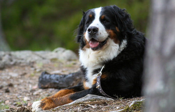 Bernese Mountain Dog Breed Adventure Outdoors