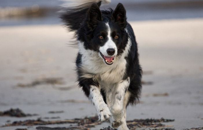 Border Collie Dog Breed Adventure Outdoors