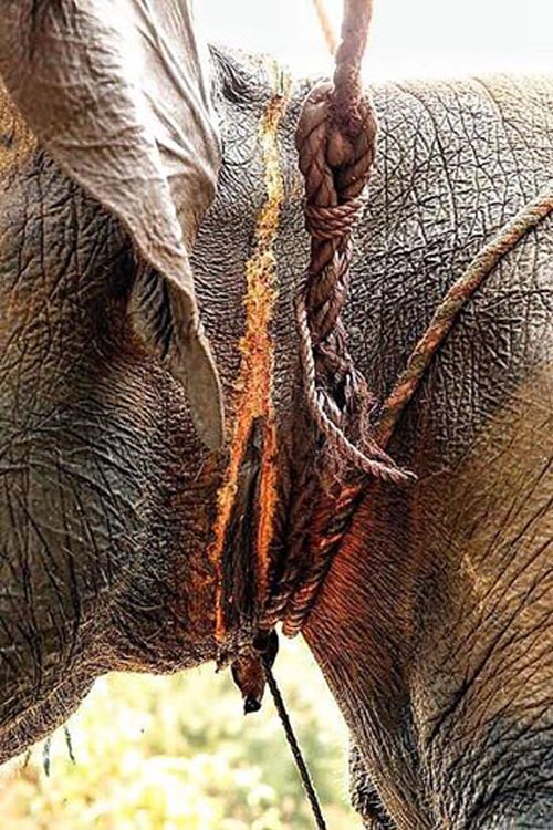 Elephant Asia Torture Crushing Tourism Travel 2