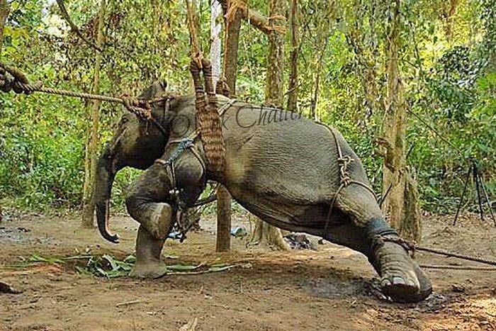 Elephant Asia Torture Crushing Tourism Travel
