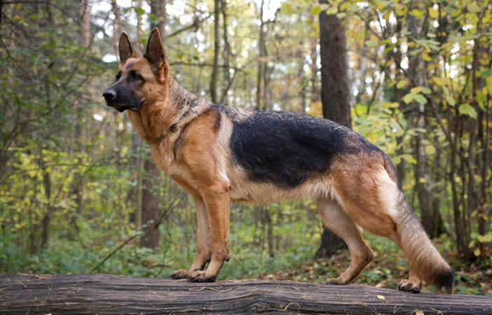 German Shepherd Dog Breed Adventure Outdoors