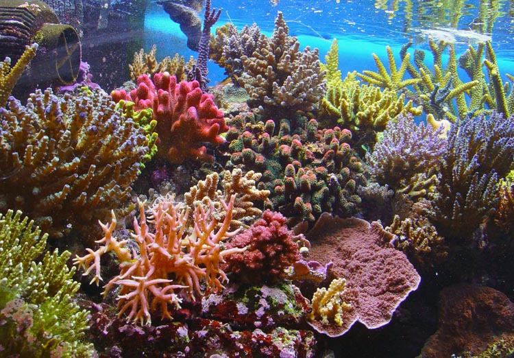 Great Barrier Reef Coral Underwater Australia