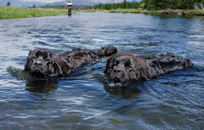 Newfoundland Dog Breed Adventure Outdoors