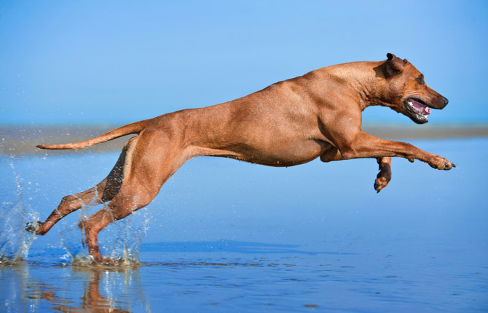 Rhodesian-Ridgeback-Dog-Breed-Adventure-Outdoor