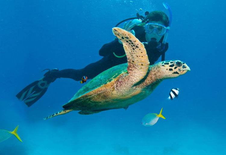 Scuba Diving Great Barrier Reef Australia Turtle