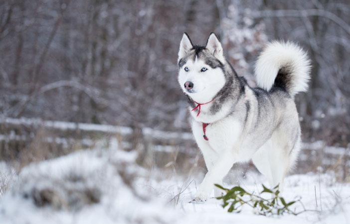 Siberian-Husky-Dog-Breed-Adventure-Outdoors-