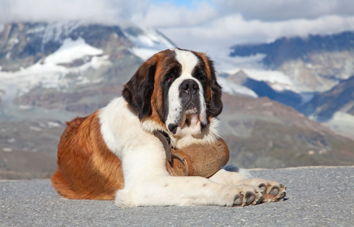 St-Bernard-Mountain-Dog-Adventure-Outdoors.