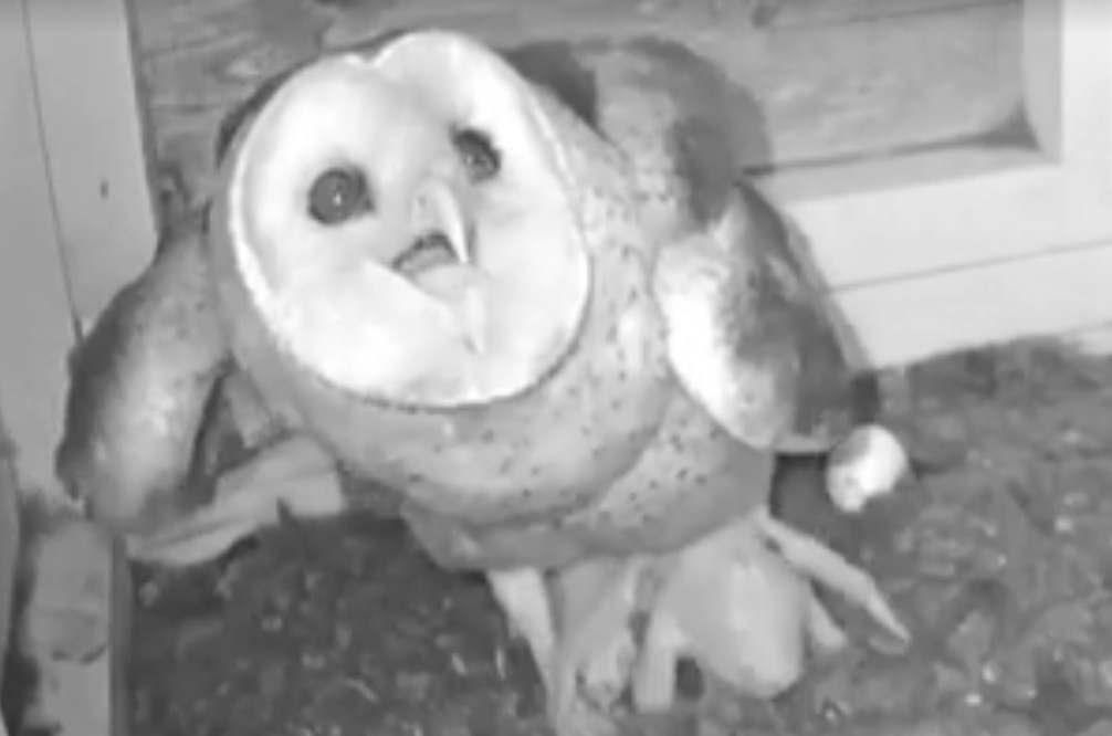 Barn Owl Fights Snake Texas