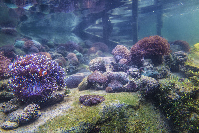 Coral Nursery Reef Andaman Langkawi Malaysia