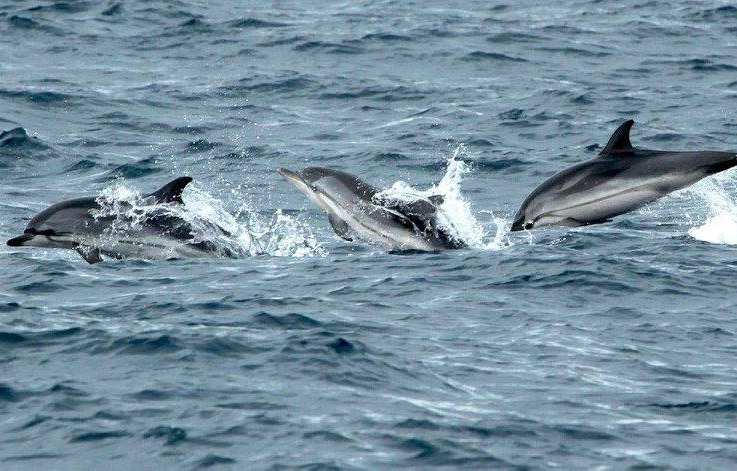 Dolphins Conservation Ocean Azores Portual Biosphere Expeditions