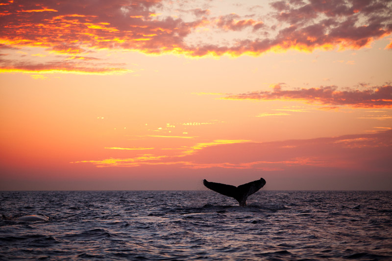 Humpback Whale Tail at Sunset