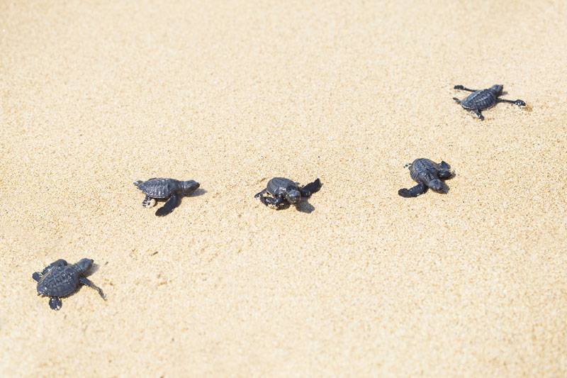 Turtle Hatching St. Regis Bali Ocean