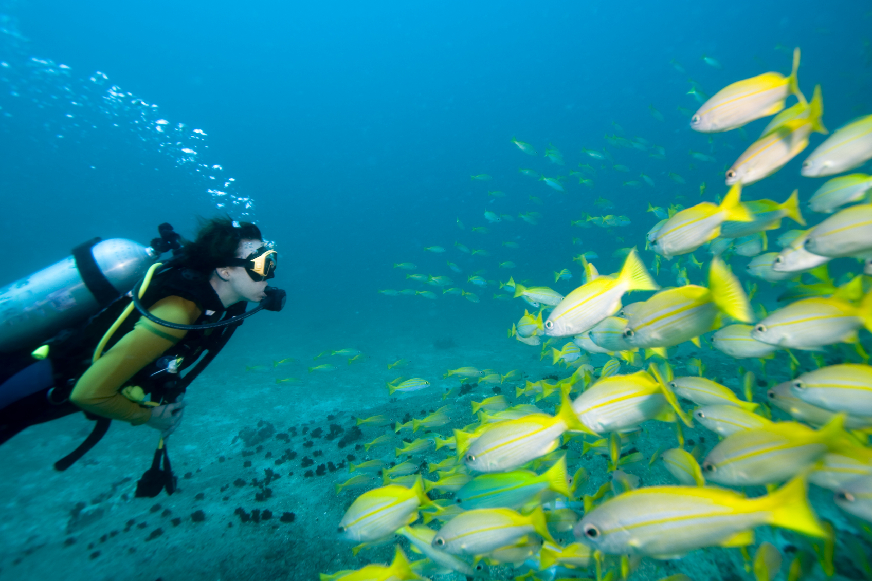 Beginner SCUBA Diving Courses