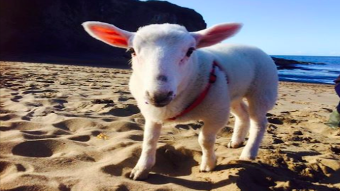 Children will love Sloeberry Farm at Ceredigan, Wales, where lambs can be spotted being taken for a walk. What better way to spend a camping trip?credit: Sloeberry Farm