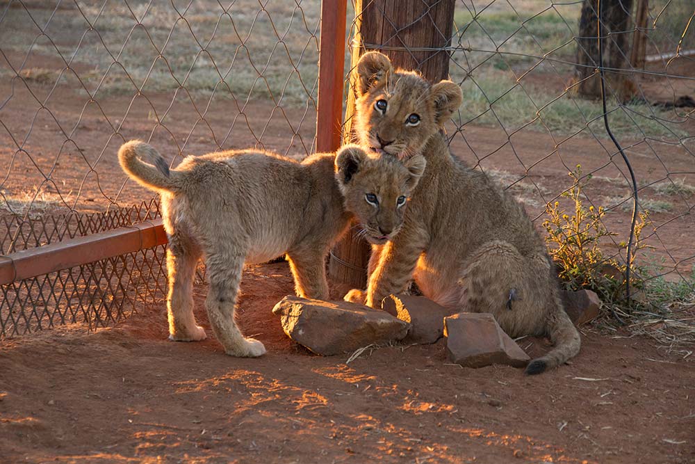 Canned Lion Hunting-6-Pippa-Hankinson