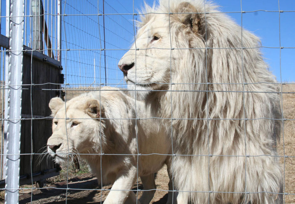 Canned-Lion-Hunting-Anonymous-1024x683