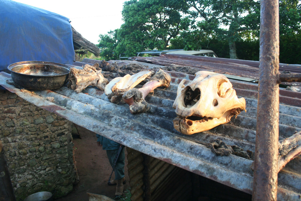 Canned Lion Hunting-Lion BonesAnonymous-1024x683