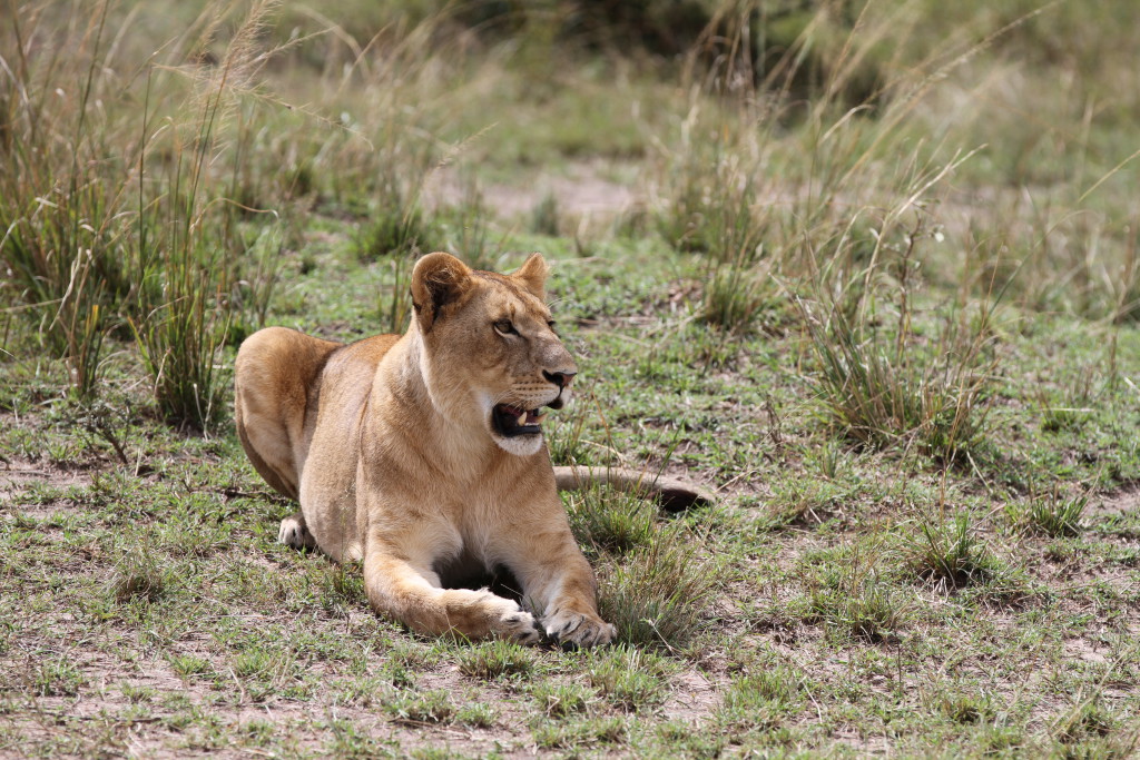 Lioness-Pippa-Hankinson-1024x683