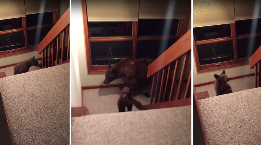 Bare bears break into this Olympic Snowboarders house - Photo: YouTube / Viral Hogg