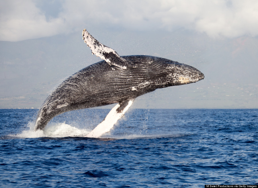 Whale breaching