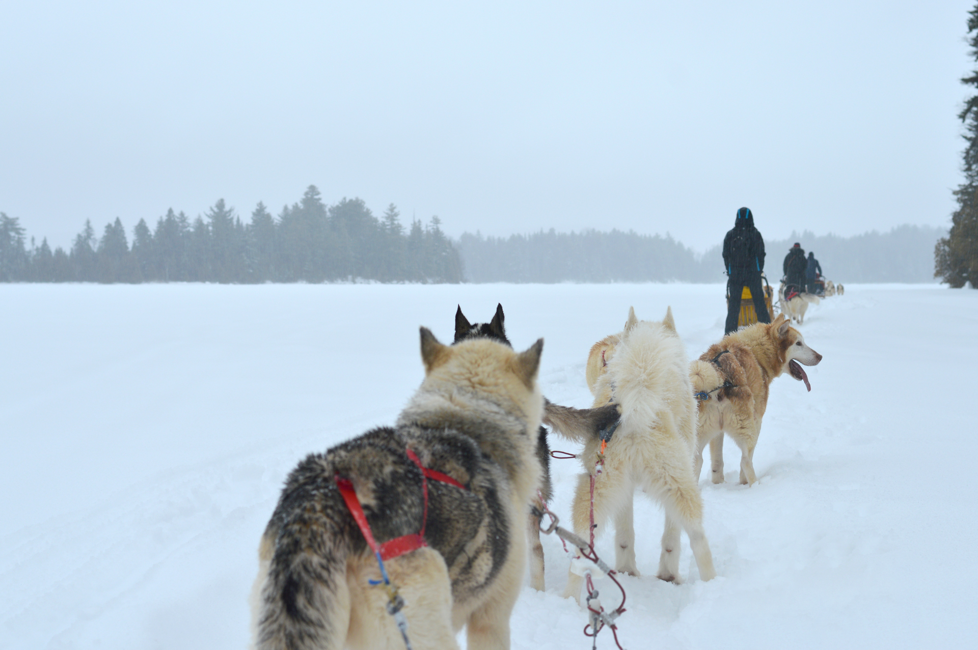 Quebec Canada Dog Sledding Expedition Lake Sacacomie