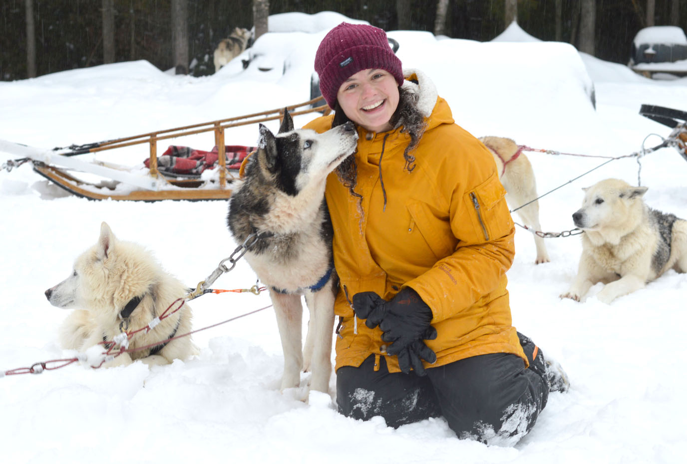 Hotel Sacacomie Lake Mauricie QuebecHotel Sacacomie Lake Mauricie Quebec Canada Dog Sledding Husky