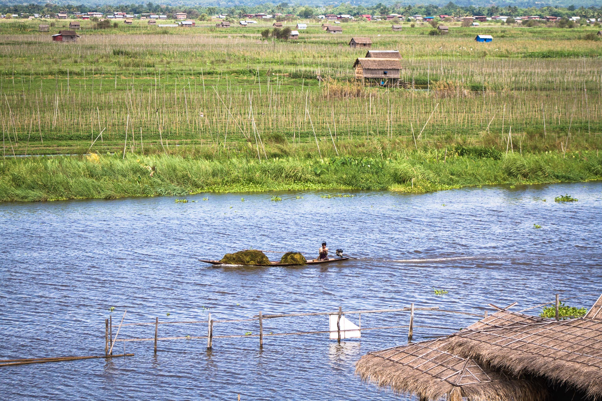 So much of the lake is covered by reeds, it can be hard to tell where the land ends and the water begins. 