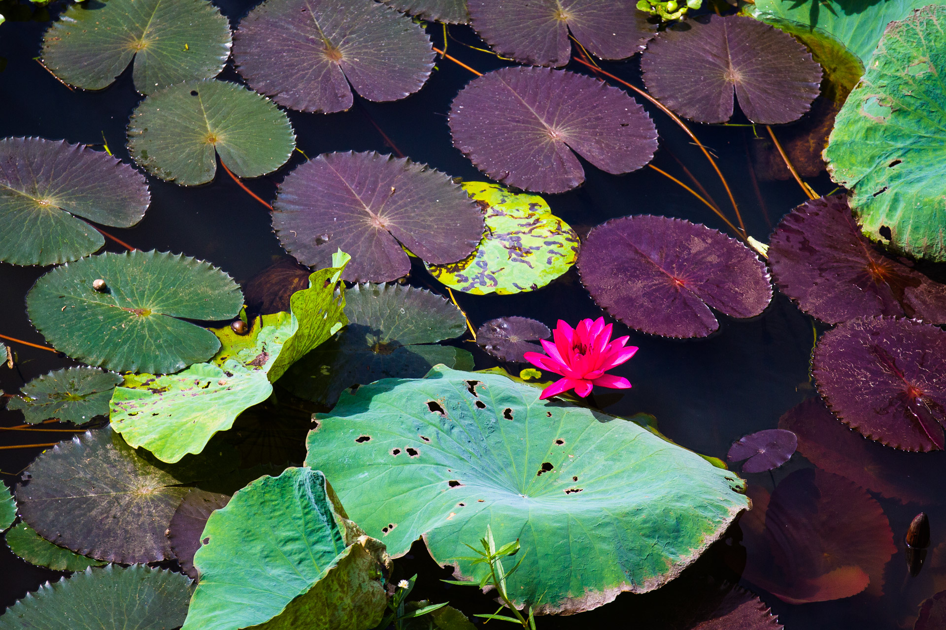 lotus-weavers-of-inle-lake-myanmar-burma-copyright-tristan-kennedyimg_5015