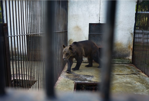 bear_worldanimalprotection_623