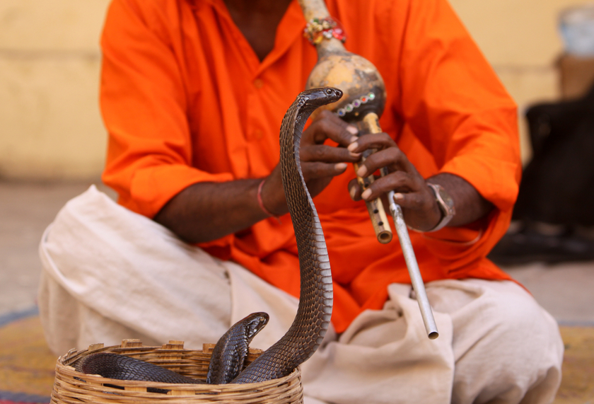 An Indian cobra, mesmerised by the sound and swaying of its owner, spreads its hood in reaction. Snake charming is a dying art in India but tourists provide an important lifeline.